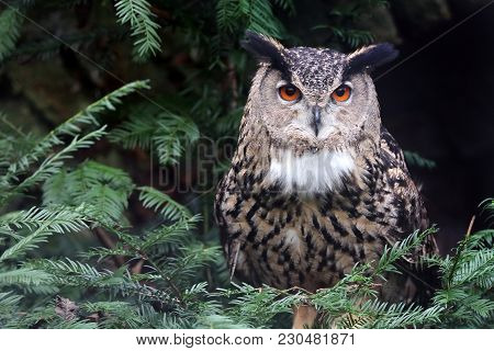 An Eurasian Eagle Owl Sitting In Green
