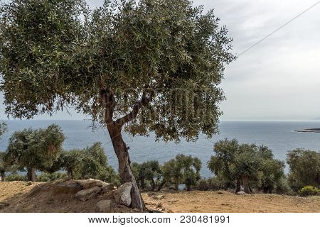 Landscape With Olive Trees Near Giola Natural Pool In Thassos Island, East Macedonia And Thrace, Gre