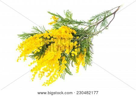 Branch Of Blooming Yellow Acacia Dealbata, Isolated On White Background. Studio Photo
