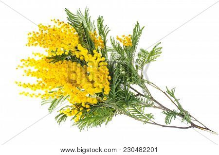 Branch Of Blooming Yellow Acacia Dealbata, Isolated On White Background. Studio Photo