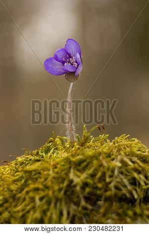 First Spring Flower Heather Hepatica Nobilis Schreb