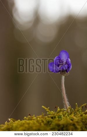 First Spring Flower Heather Hepatica Nobilis Schreb