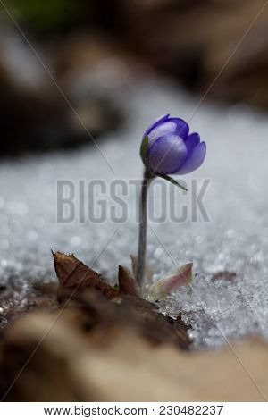 First Spring Flower Heather Hepatica Nobilis Schreb