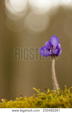 First Spring Flower Heather Hepatica Nobilis Schreb