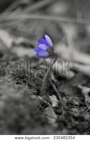 First Spring Flower Heather Hepatica Nobilis Schreb
