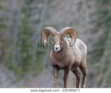 Rocky Mountain Sheep Ram On Forest Background