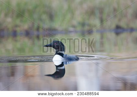The Common Loon Making Ripples, A Wilderness Icon In Nice Lighting With A Forest Background.