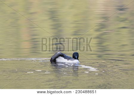 One Common Loon At Sunset On Colourful Pastel Mountain Lake Water, Stretching One Wing