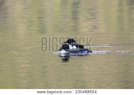 Common Loon Pair With Colourfull Water Ripples At Sunset