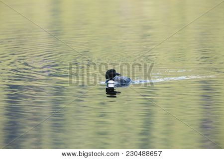 Common Loon With Colourfull Water Ripples At Sunset