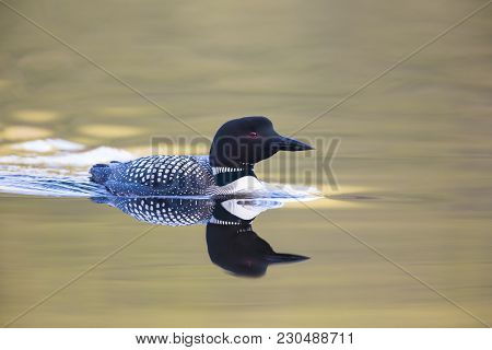 One Loon Swimming At Sunset Close Up On Colorful Water