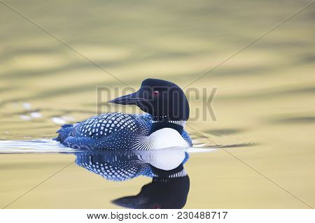 One Common Loon Closeup With Colorfull Water Ripples At Sunset