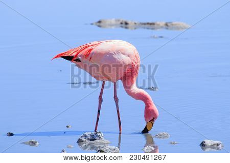 Laguna Hedionda Flamingos, Bolivia.  Andean Wildlife. Bolivian Lagoon