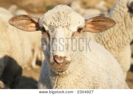 Portrait de moutons.