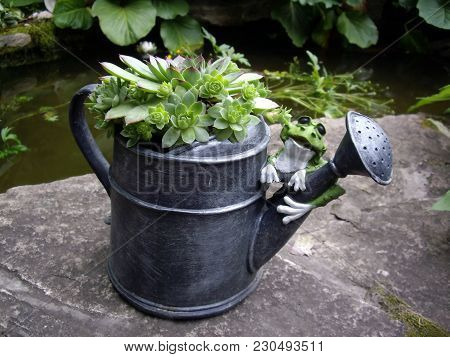 Green Frog On The Grey Watering Can