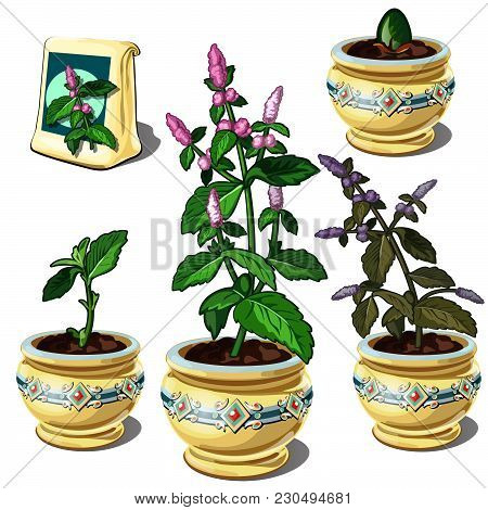 Growing At Home Lemon Balm. Homemade Potted Plants. The Stage Of Growth Of Plants. Vector Illustrati