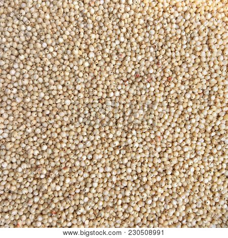 Jowar Or Sorghum Background Kept In Sunlight For Drying
