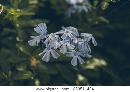 Blue Plumbago Flower On Green Leaves Background. Plumbago Auriculata. Close Up View Of Blue Plumbago