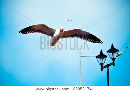 Bird Of The Seagull With A Wingspan. Shooting In Flight. White Seagull Close-up. Coast. Birds In The