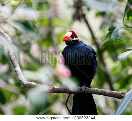Large Violet Turaco Or Violaceous Plantain Eater African Bird Perched In A Tree