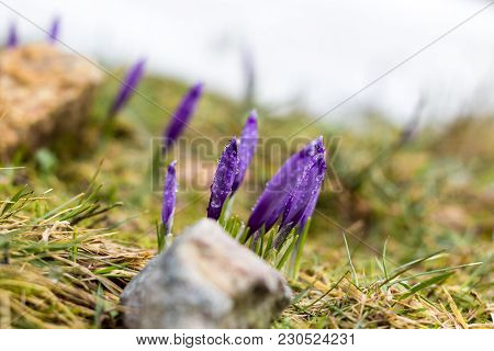 The Crocuses Are Decorated In Purple Colors, The Dry Grass Field. (crocus Heuffelianus) Romania, Bih