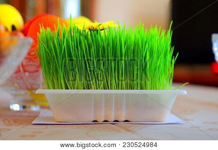 Novruz National Azerbaijan Holiday Spring New Year Celebration Concept, Wheat Grass Semeni . A Semin