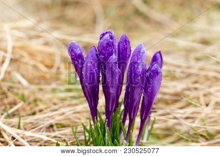 The Crocuses Are Decorated In Purple Colors, The Dry Grass Field. (crocus Heuffelianus) Romania, Bih