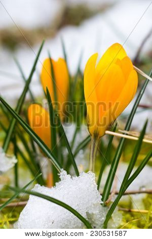 A Small Bush Of Yellow Crocus Is Blooming, Though The Meadow Is Still Snowy