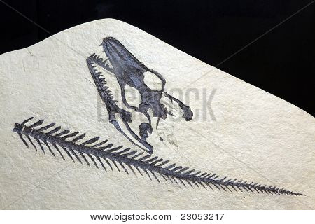 Fossili In pietra