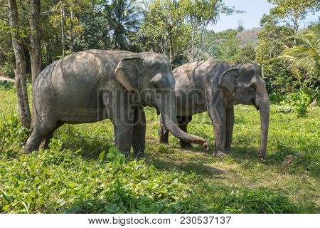 Elephant Enjoying Their Retirement In A Rescue Sanctuary