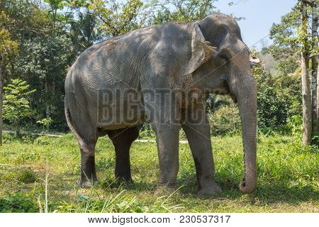 Elephant Enjoying Their Retirement In A Rescue Sanctuary