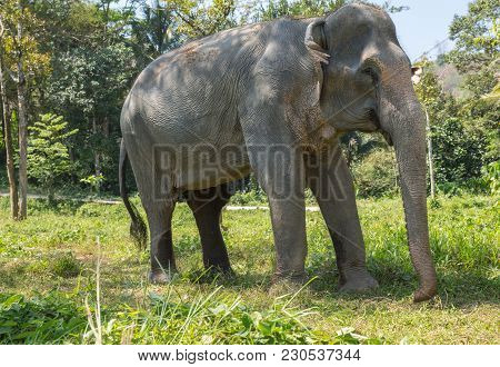 Elephant Enjoying Their Retirement In A Rescue Sanctuary