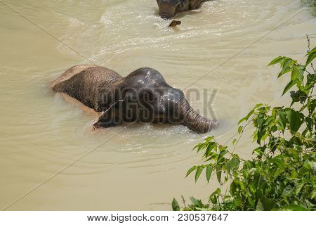 Elephant Enjoying Their Retirement In A Rescue Sanctuary