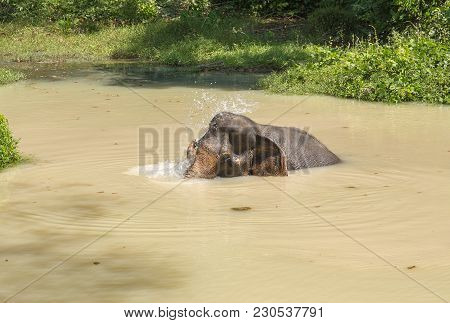 Elephant Enjoying Their Retirement In A Rescue Sanctuary