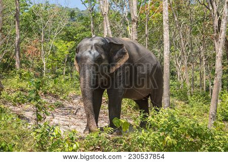 Elephant Enjoying Their Retirement In A Rescue Sanctuary