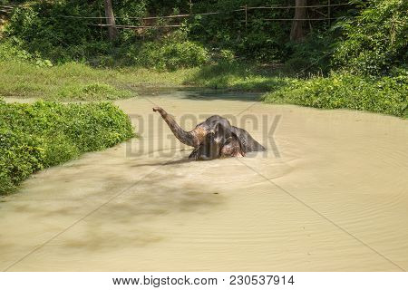 Elephant Enjoying Their Retirement In A Rescue Sanctuary