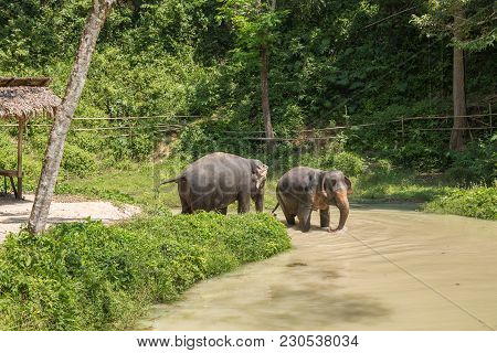 Elephant Enjoying Their Retirement In A Rescue Sanctuary