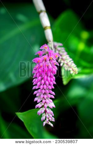 Pink Toothbrush Orchid (dendrobium Secundum) In Garden