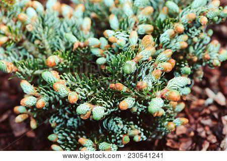 Abies Koreana Kohouts Icebreaker, New Dwarf Cultivar Of Korean Fir With Silvery Curvy Needles
