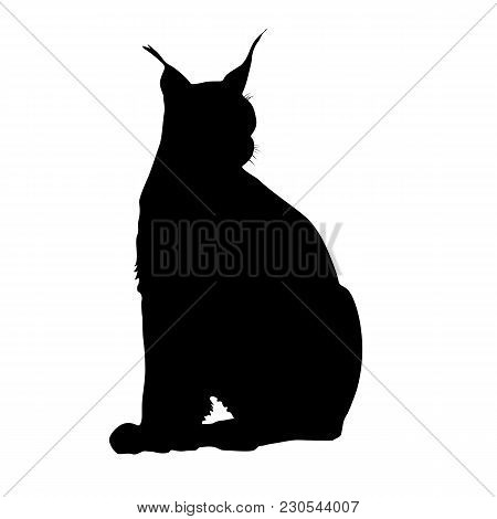 Silhouette Of The Lynx On A White Background.
