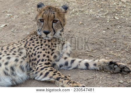 Cheetah In Etosha National Park In Namibia