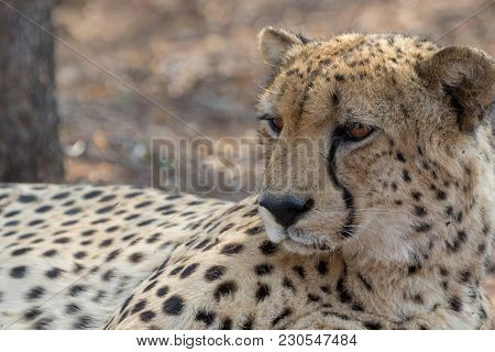 Cheetah In Etosha National Park In Namibia