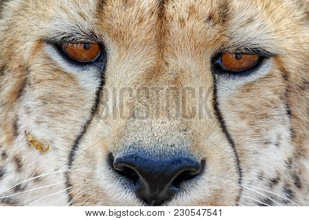 Cheetah In Etosha National Park In Namibia