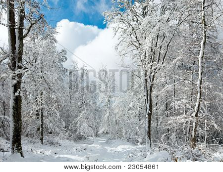 Snowbound Winter Earthroad