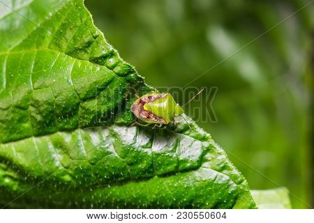 Brownwinged Green Bug (plautia Crossota)