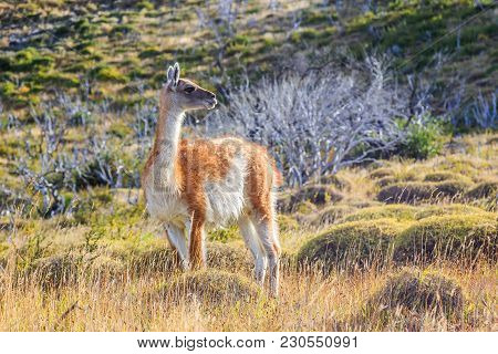 Guanaco At Torres Del Paine National Park, Chile.