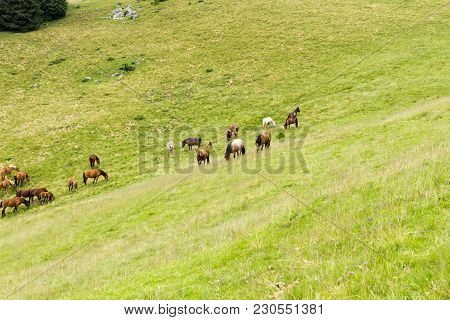 Wild Horses Graze On The Lush Green Mountain Pasture.
