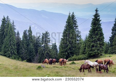 Wild Horses Graze In The Open. The Pine Trees And Distant Mountains Visible In The Background