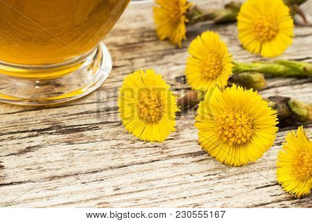 Fresh Coltsfoot (tussilago Farfara) Flowers With Coltsfoot Tea On A Table