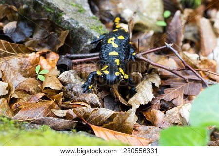 Europaean Fire Salamander (salamandra Salamandra) Romania, Bihor County